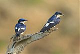 White-winged Swallow